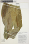 Anthurium furcatum image