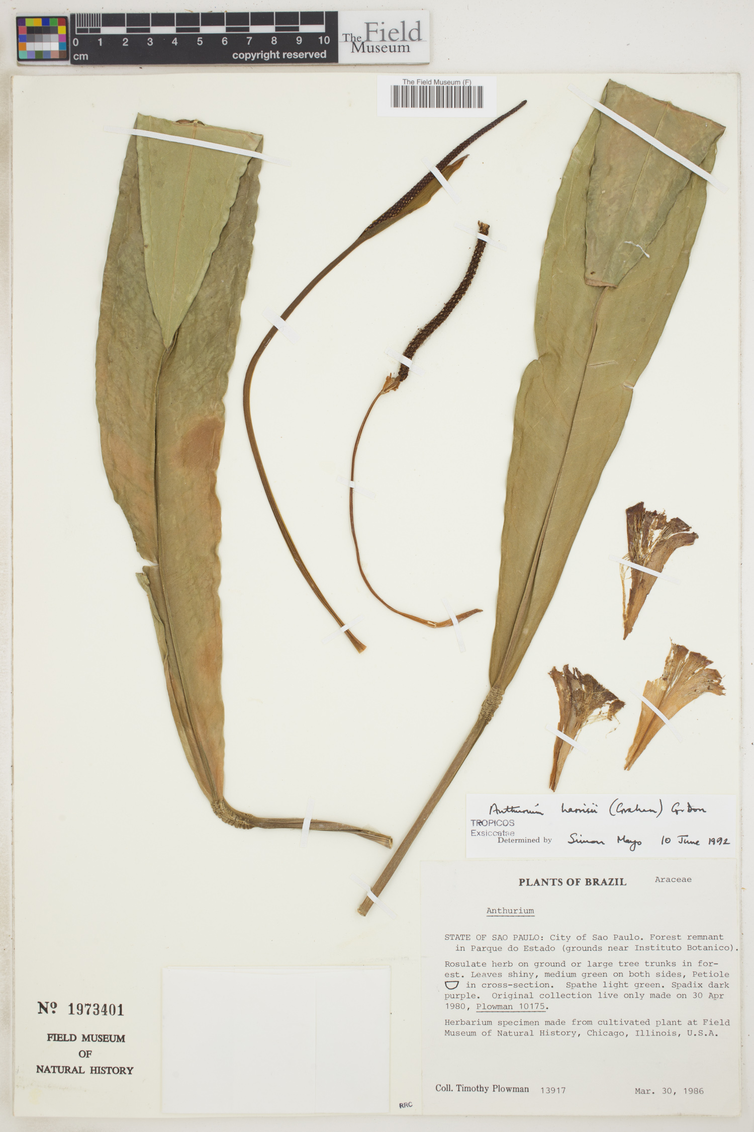 Anthurium harrisii image