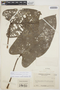 Anthurium holquinianum image