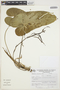 Anthurium incurvatum image