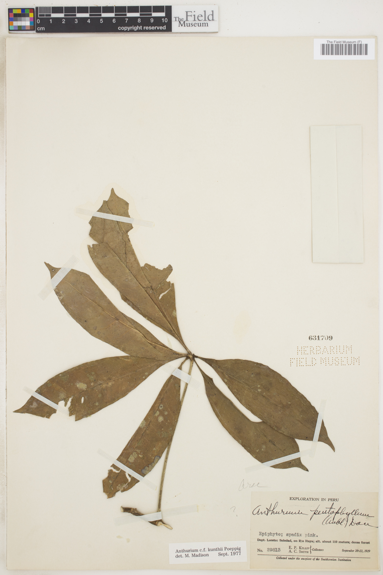 Anthurium kunthii image