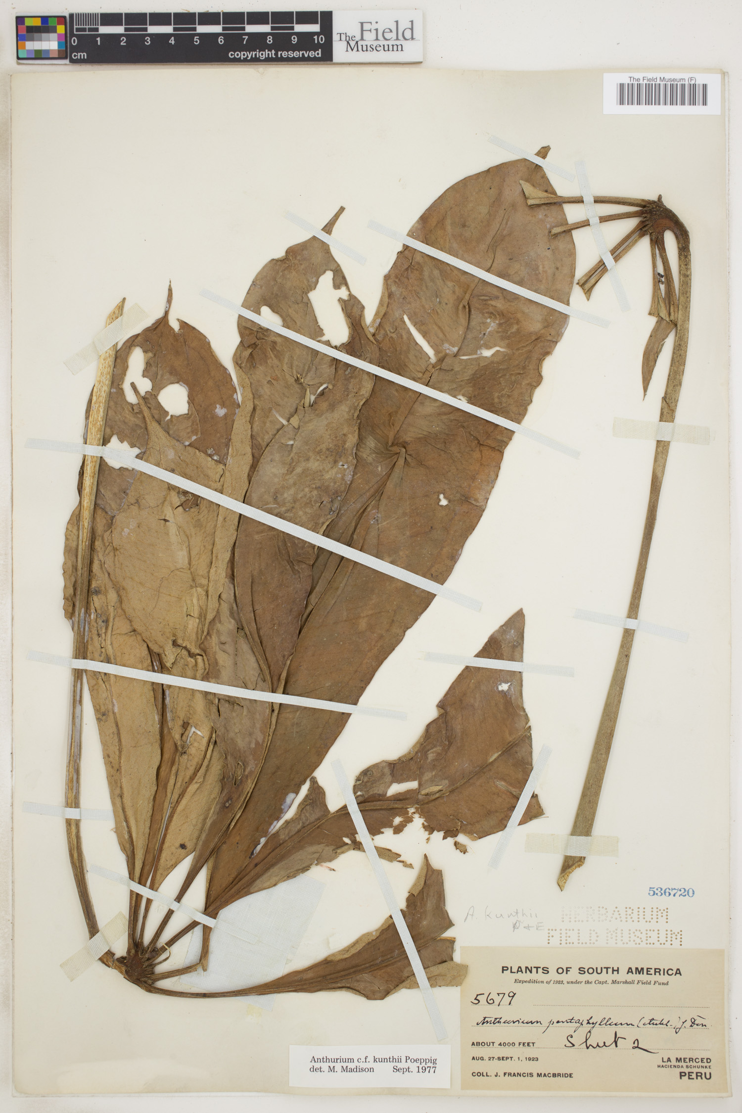 Anthurium kunthii image