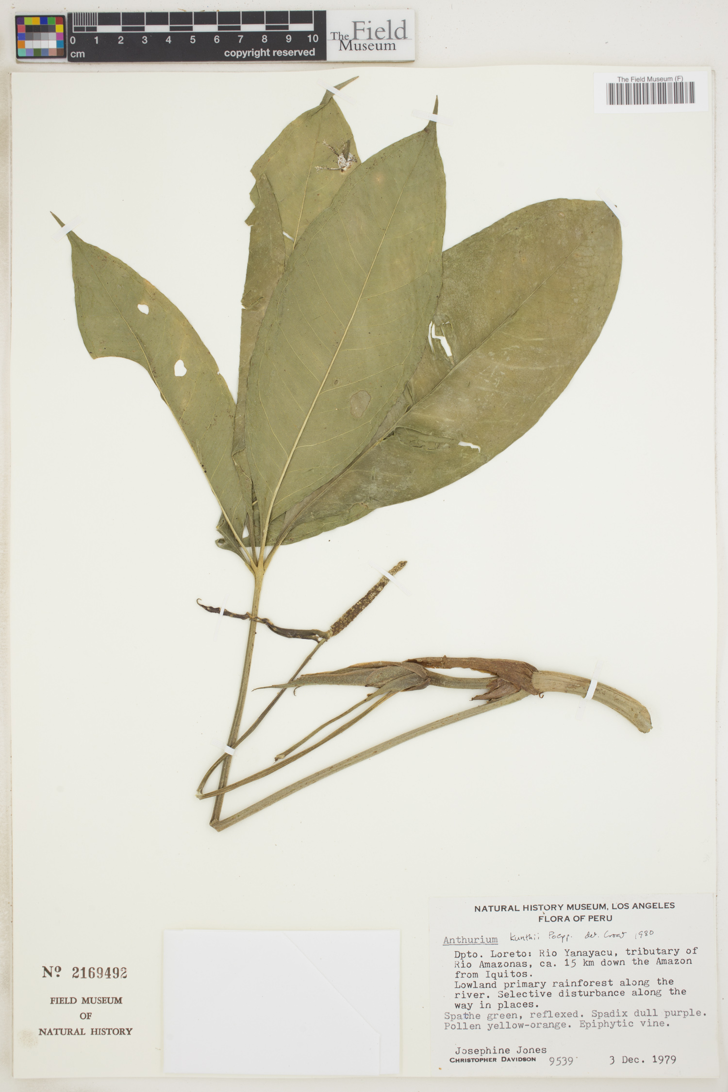 Anthurium kunthii image