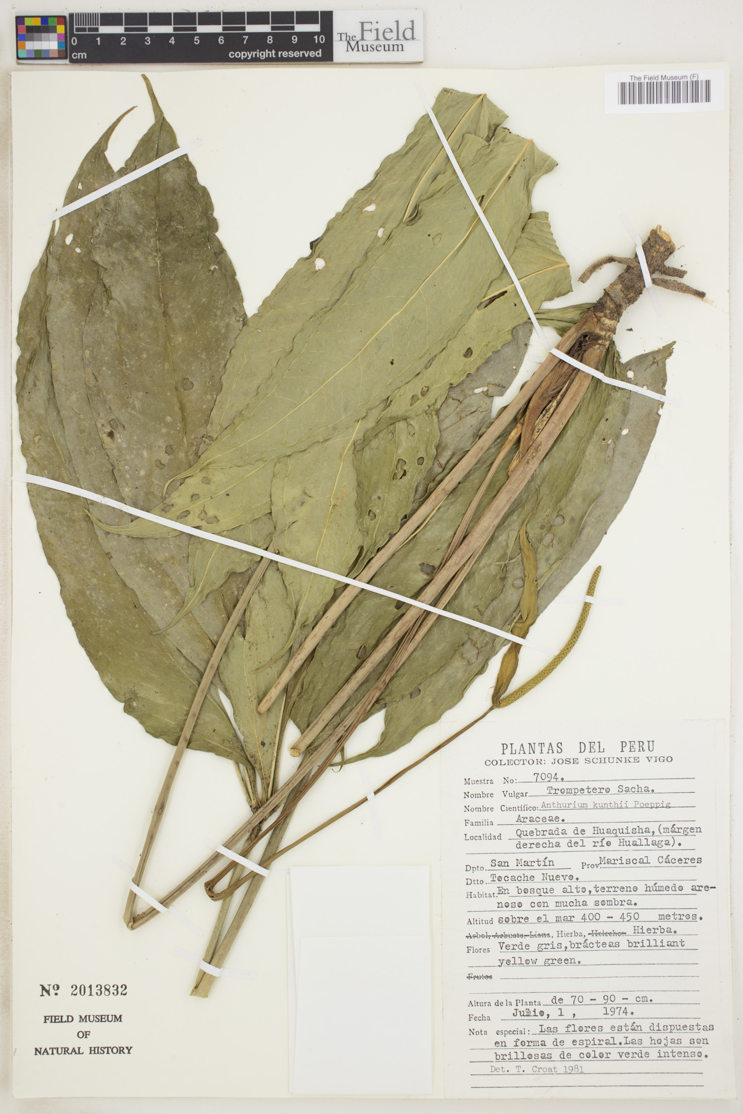 Anthurium kunthii image
