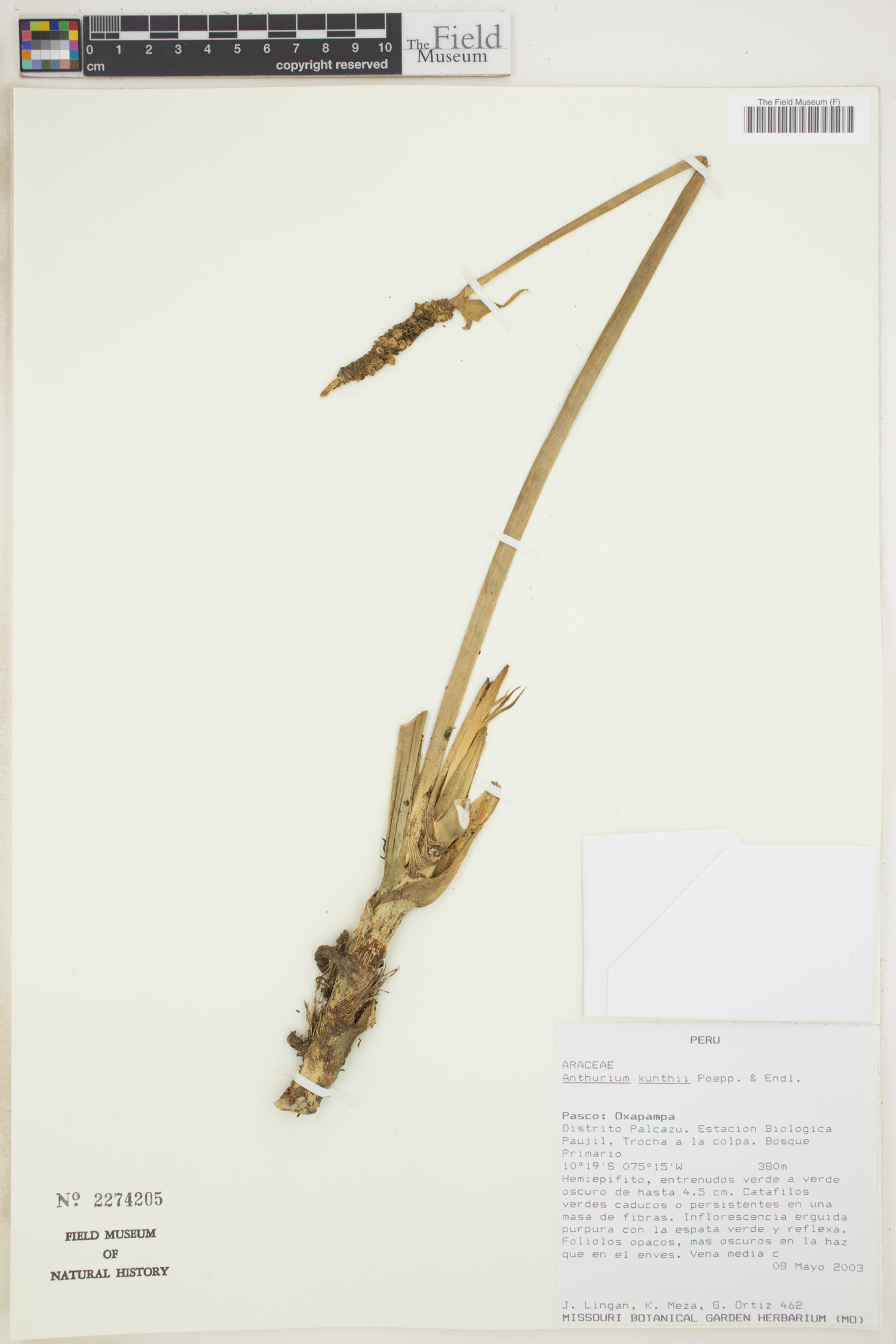 Anthurium kunthii image
