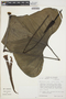 Anthurium lancea image