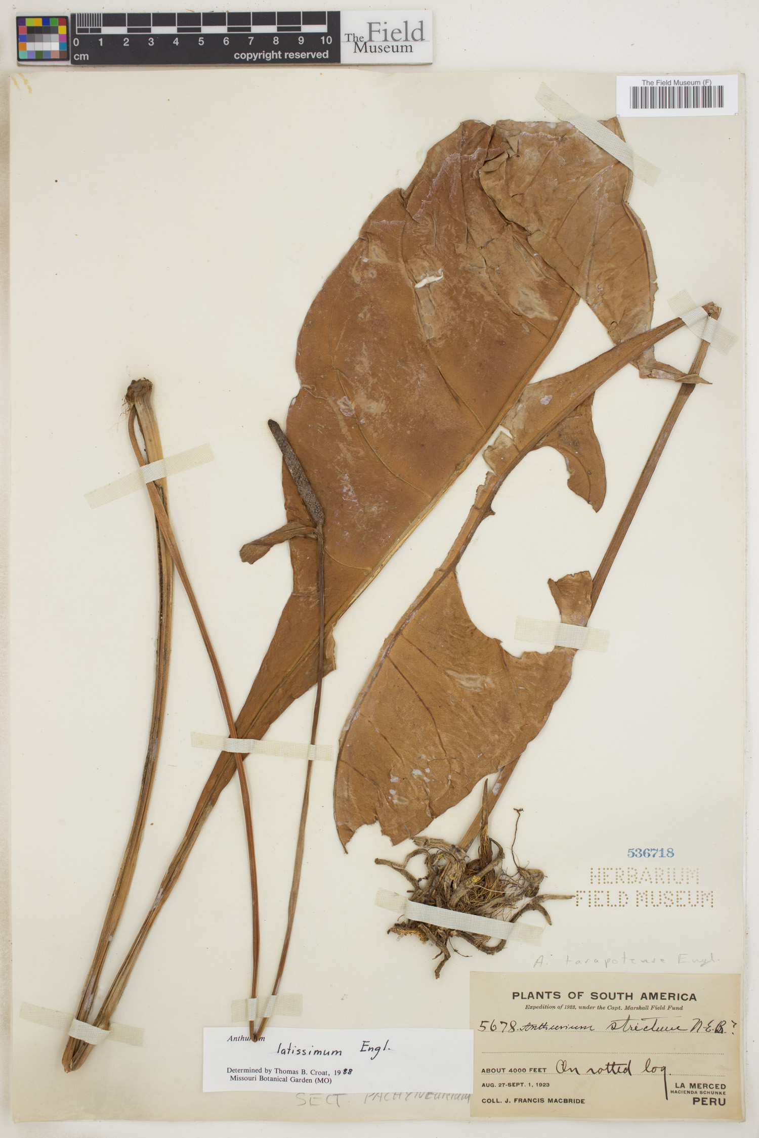 Anthurium latissimum image