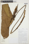 Anthurium lechlerianum image