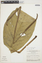 Anthurium lindmanianum image
