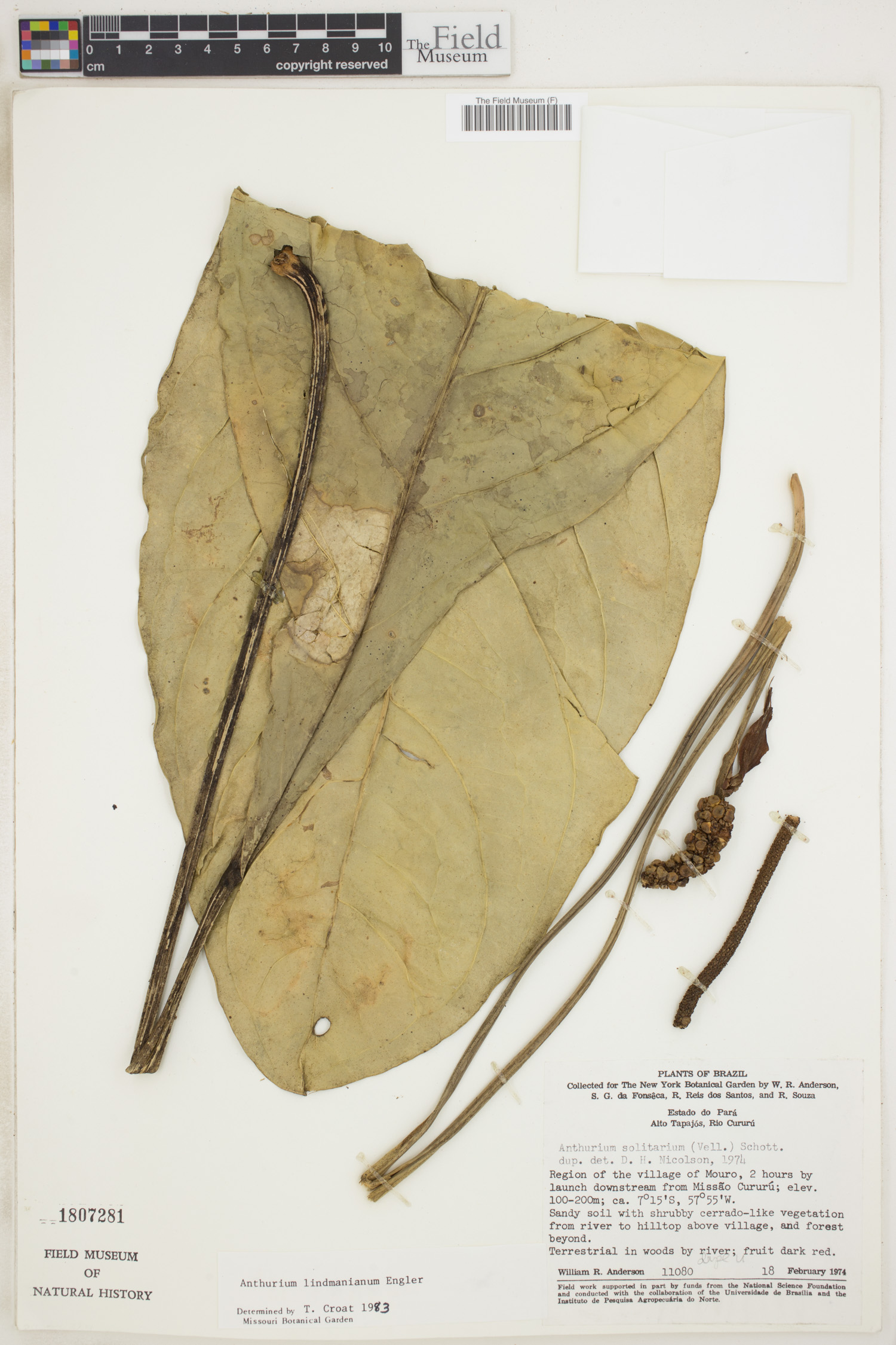 Anthurium lindmanianum image