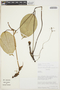 Anthurium longegeniculatum image