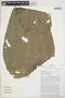 Anthurium longicaudatum image