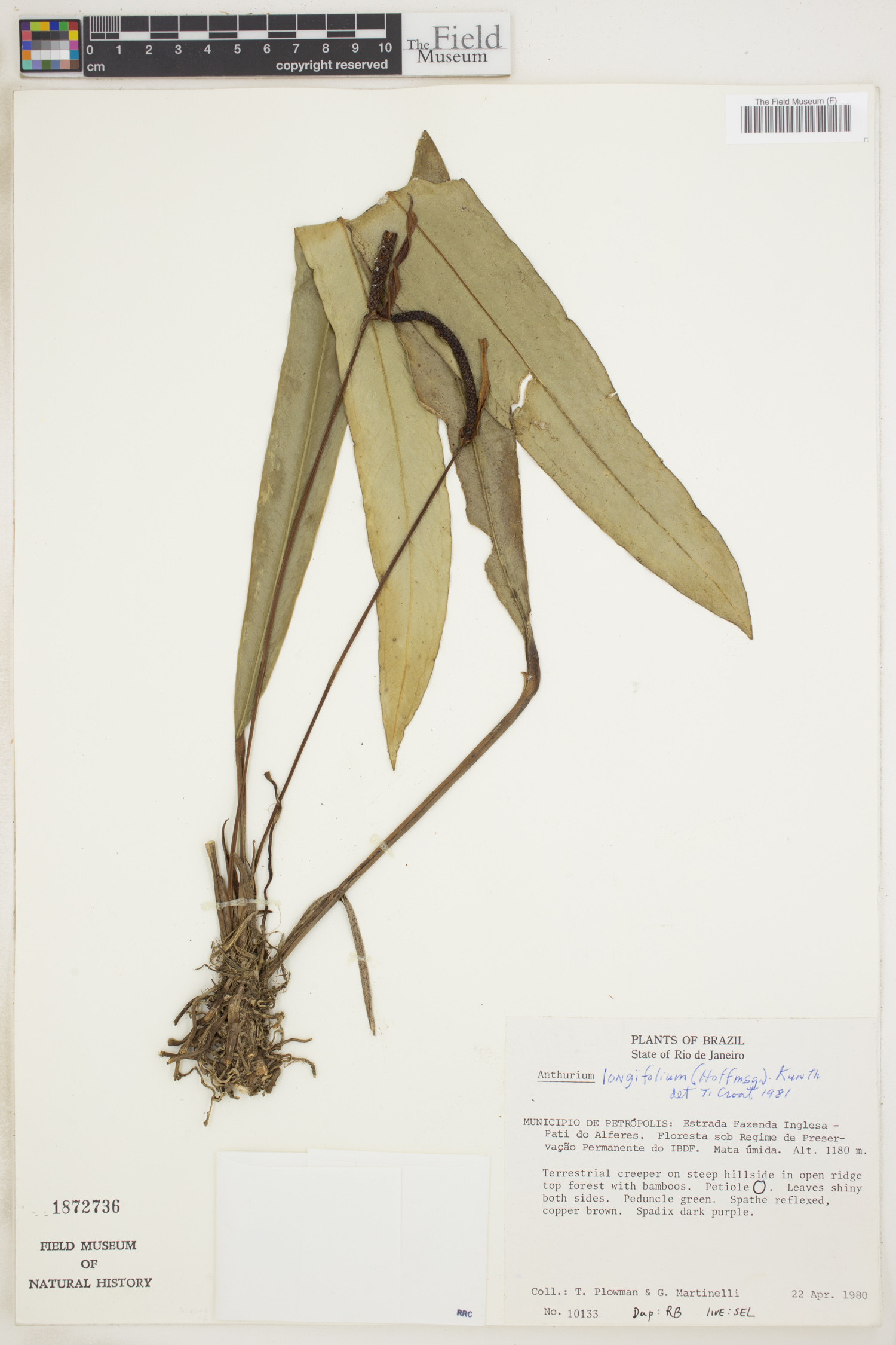 Anthurium longifolium image