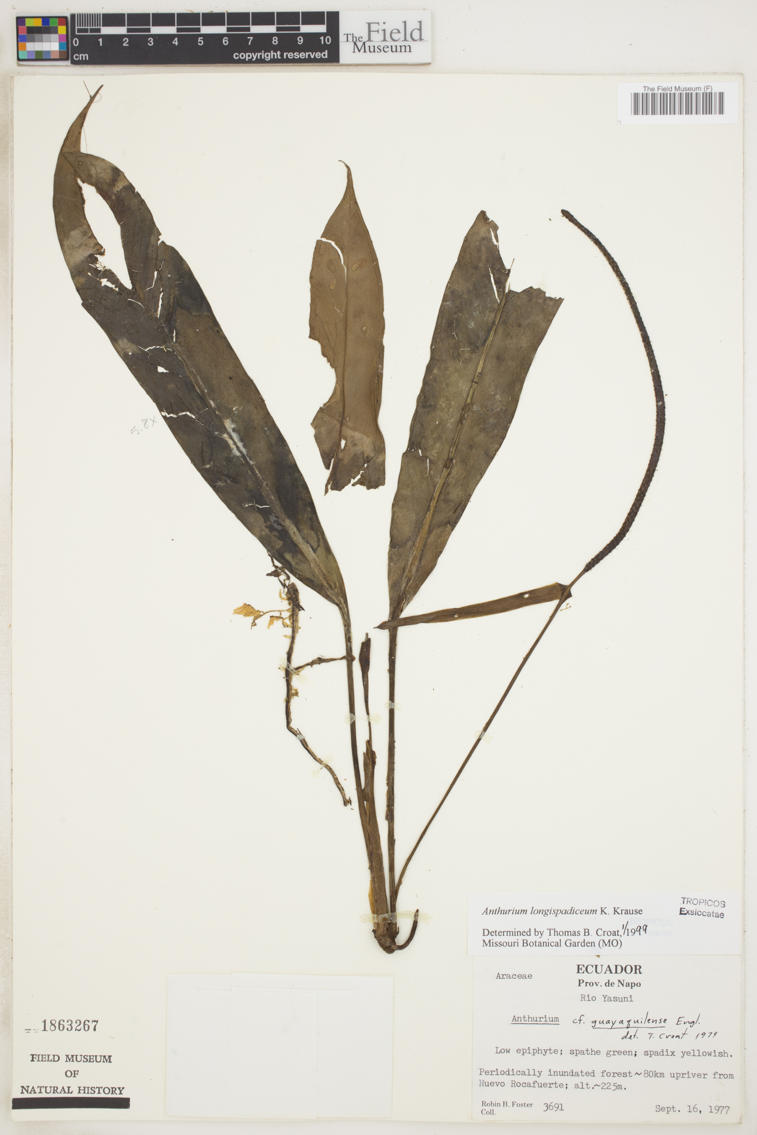 Anthurium longispadiceum image