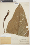 Anthurium loretense image
