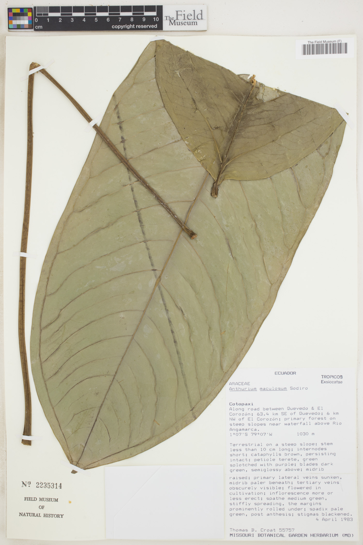 Anthurium maculosum image
