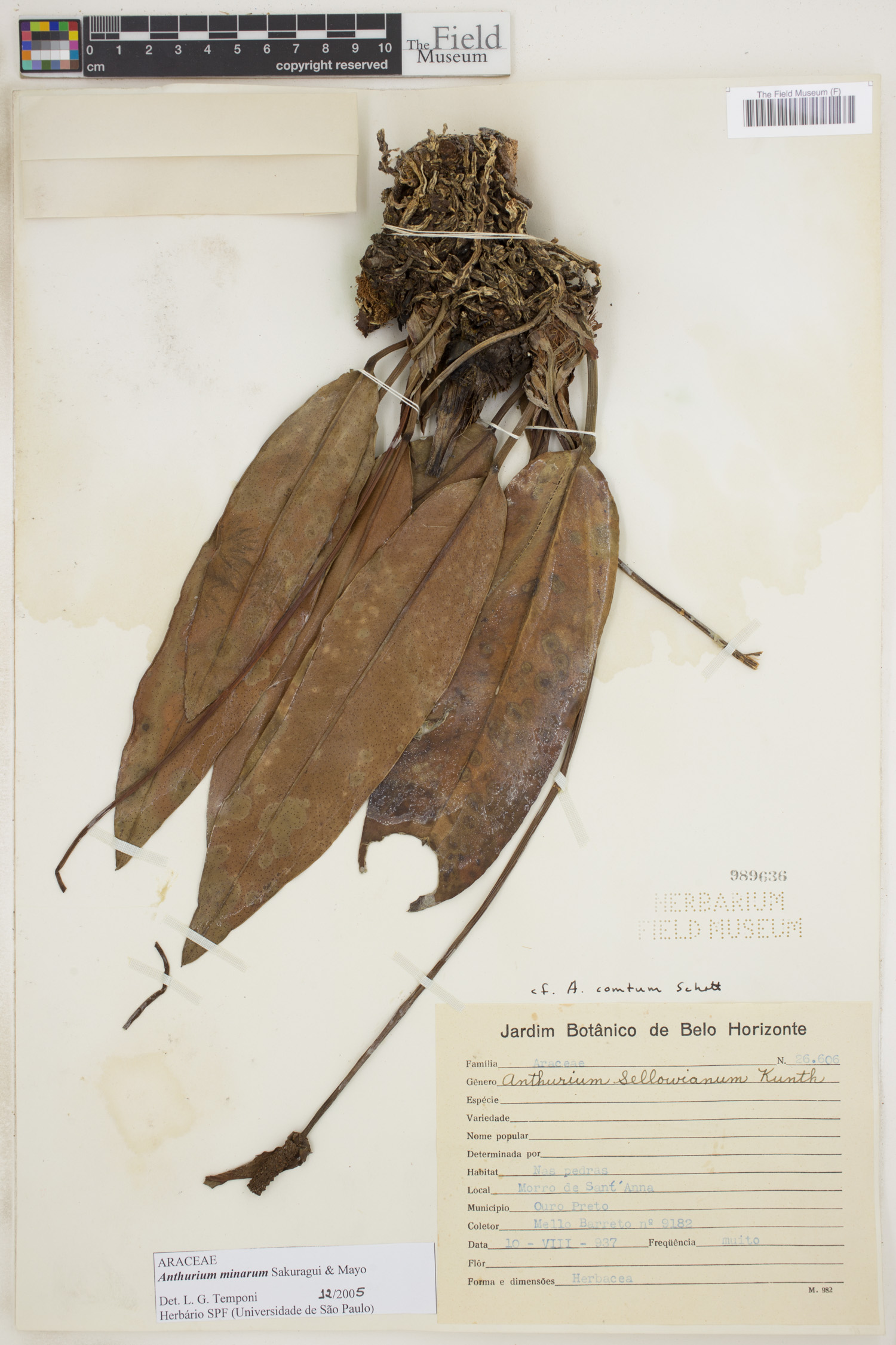 Anthurium minarum image