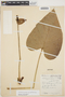 Anthurium monticola var. monticola image