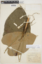 Anthurium monticola image