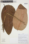 Anthurium monticola image