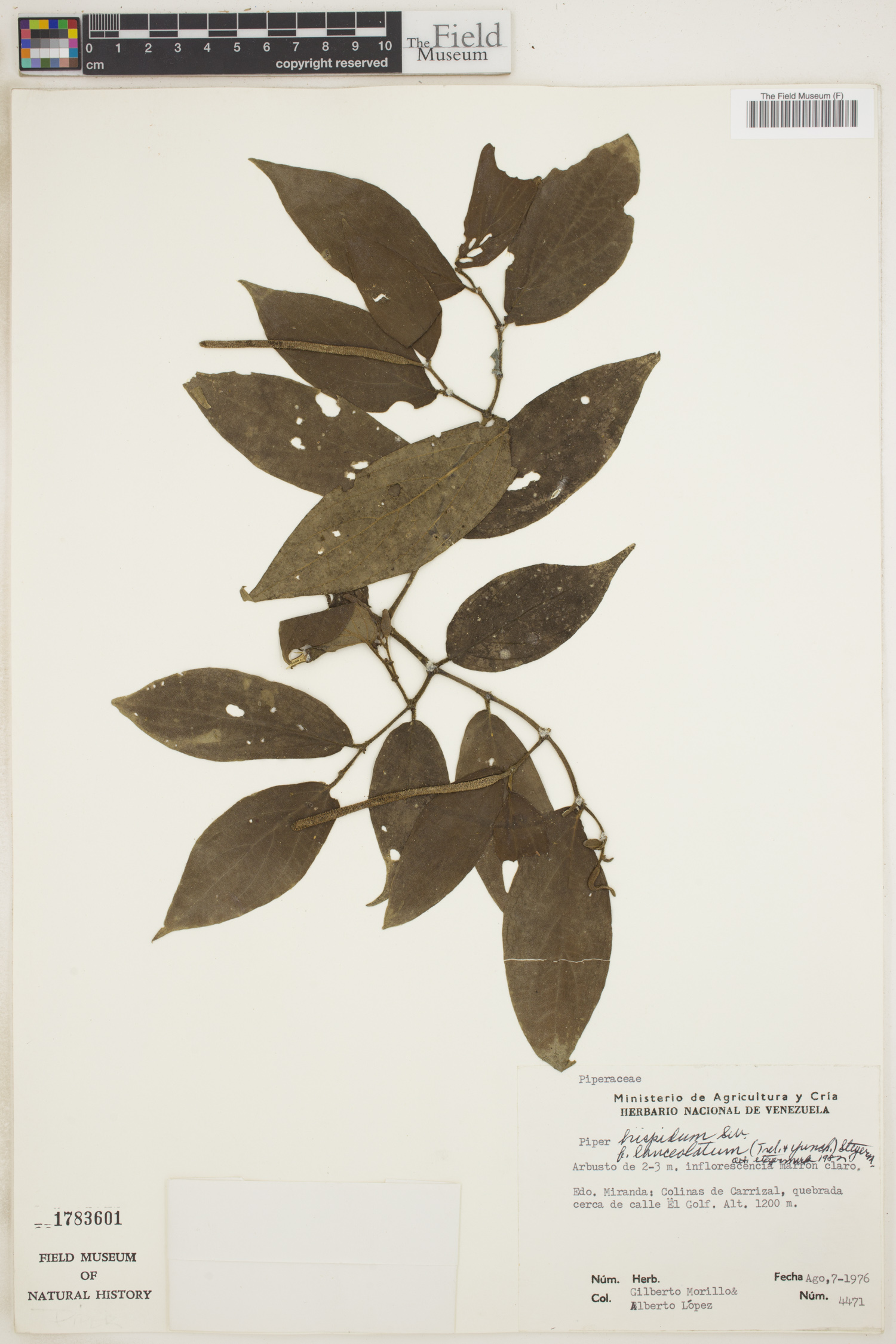 Piper hispidum var. lanceolatum image