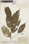 Piper hispidum var. lanceolatum image