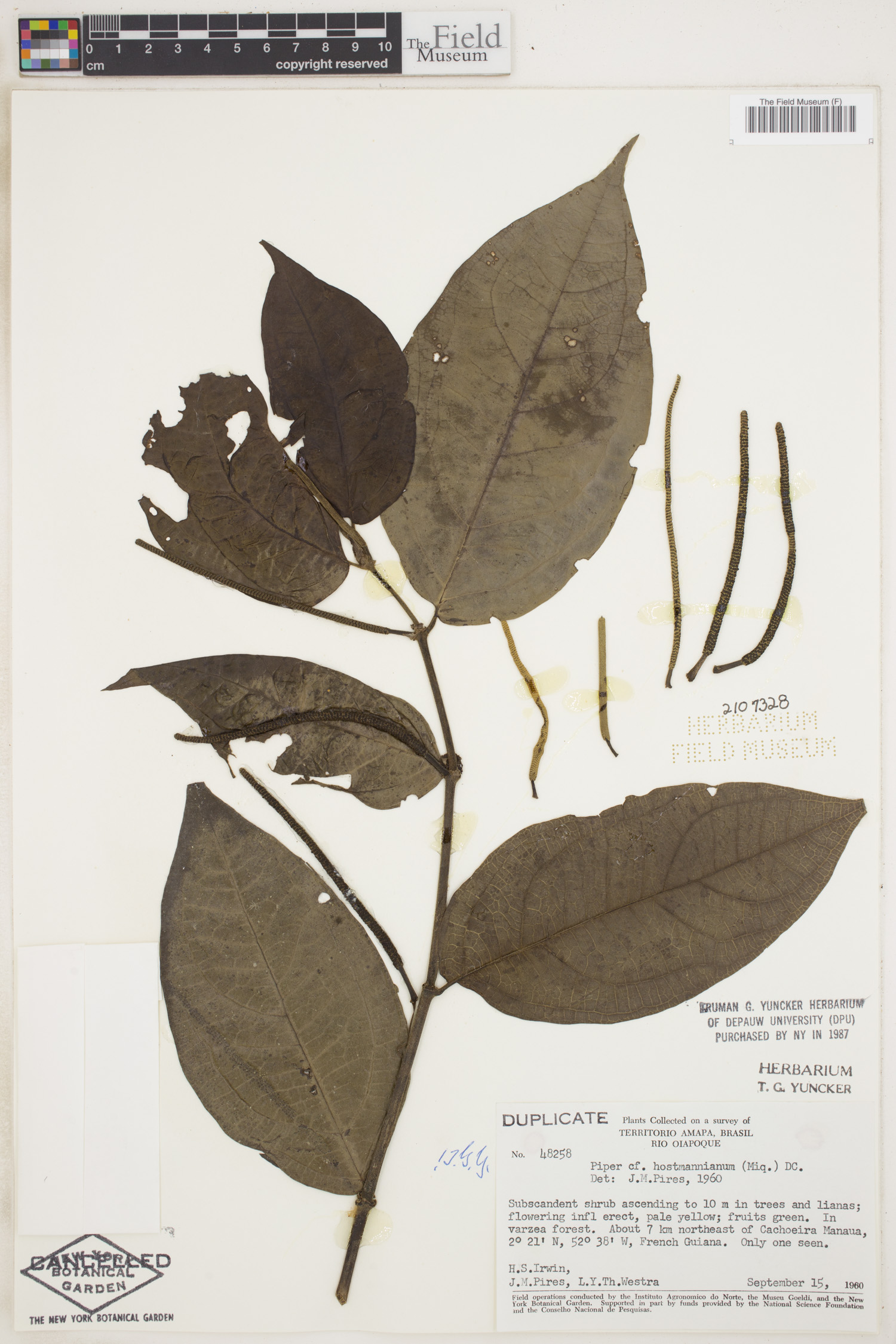 Piper hostmannianum image