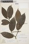 Piper hostmannianum image