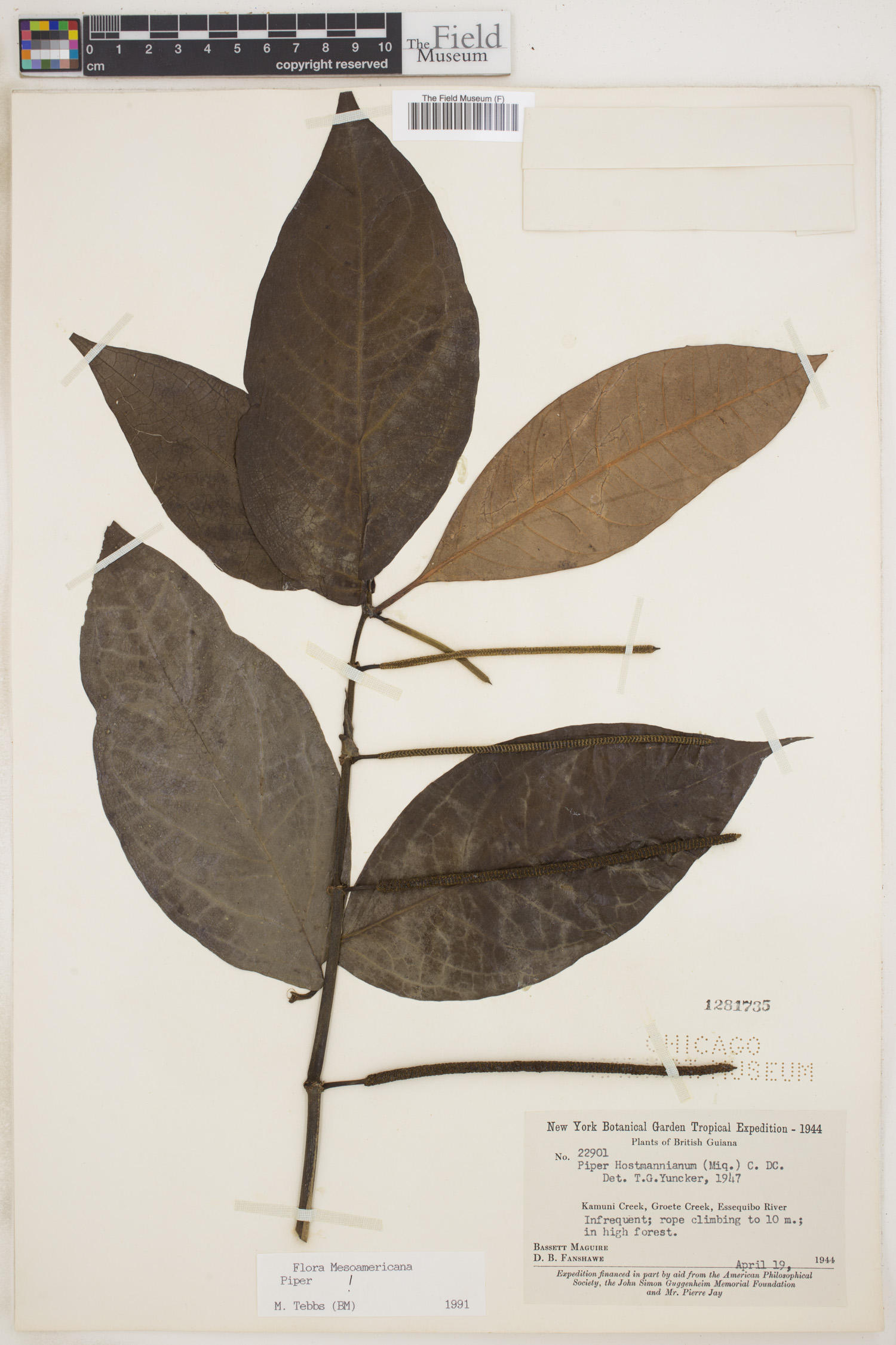 Piper hostmannianum image