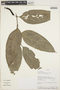 Piper heterophyllum image