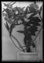 Mikania burchellii image