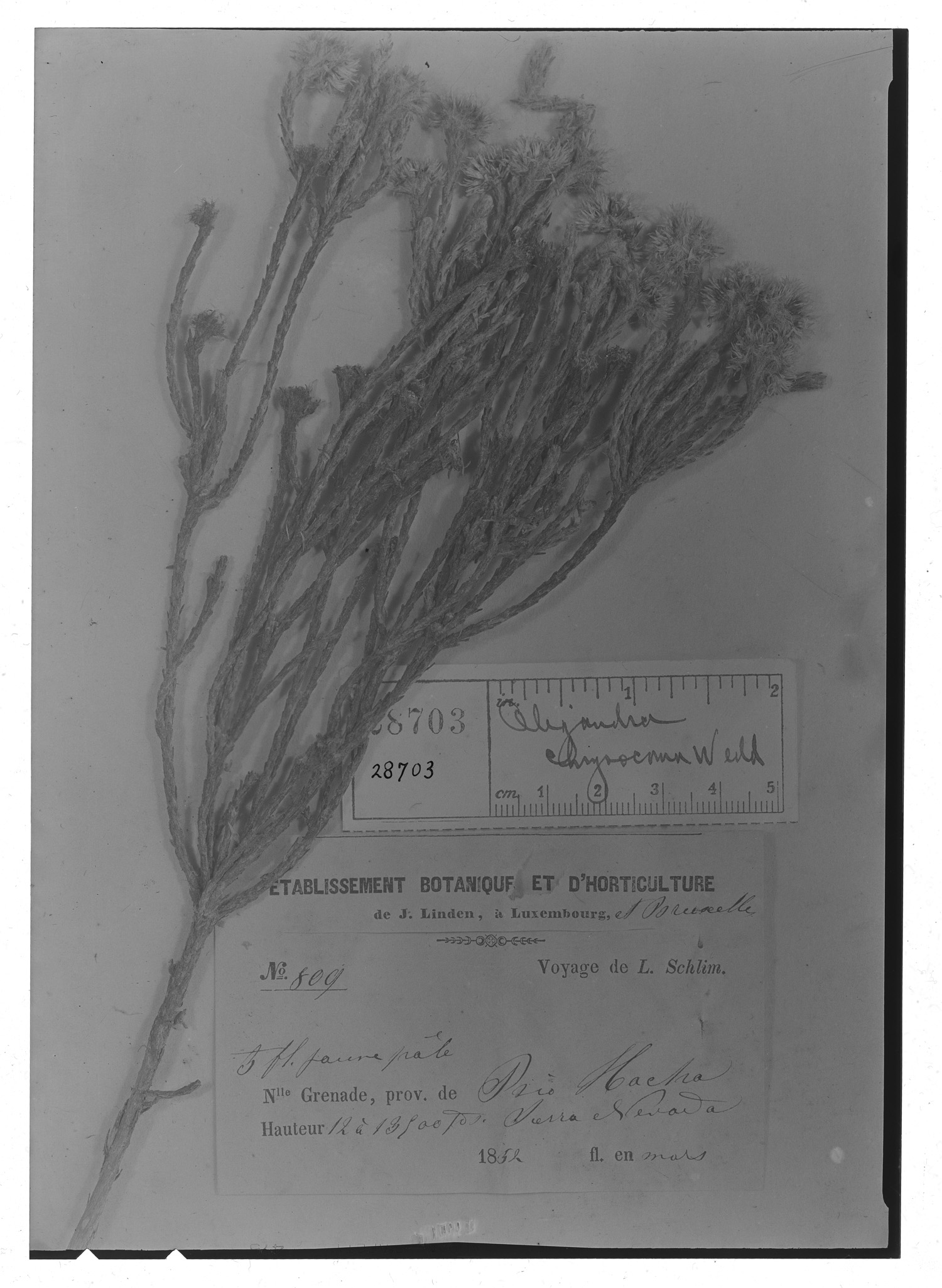 Chionolaena chrysocoma image