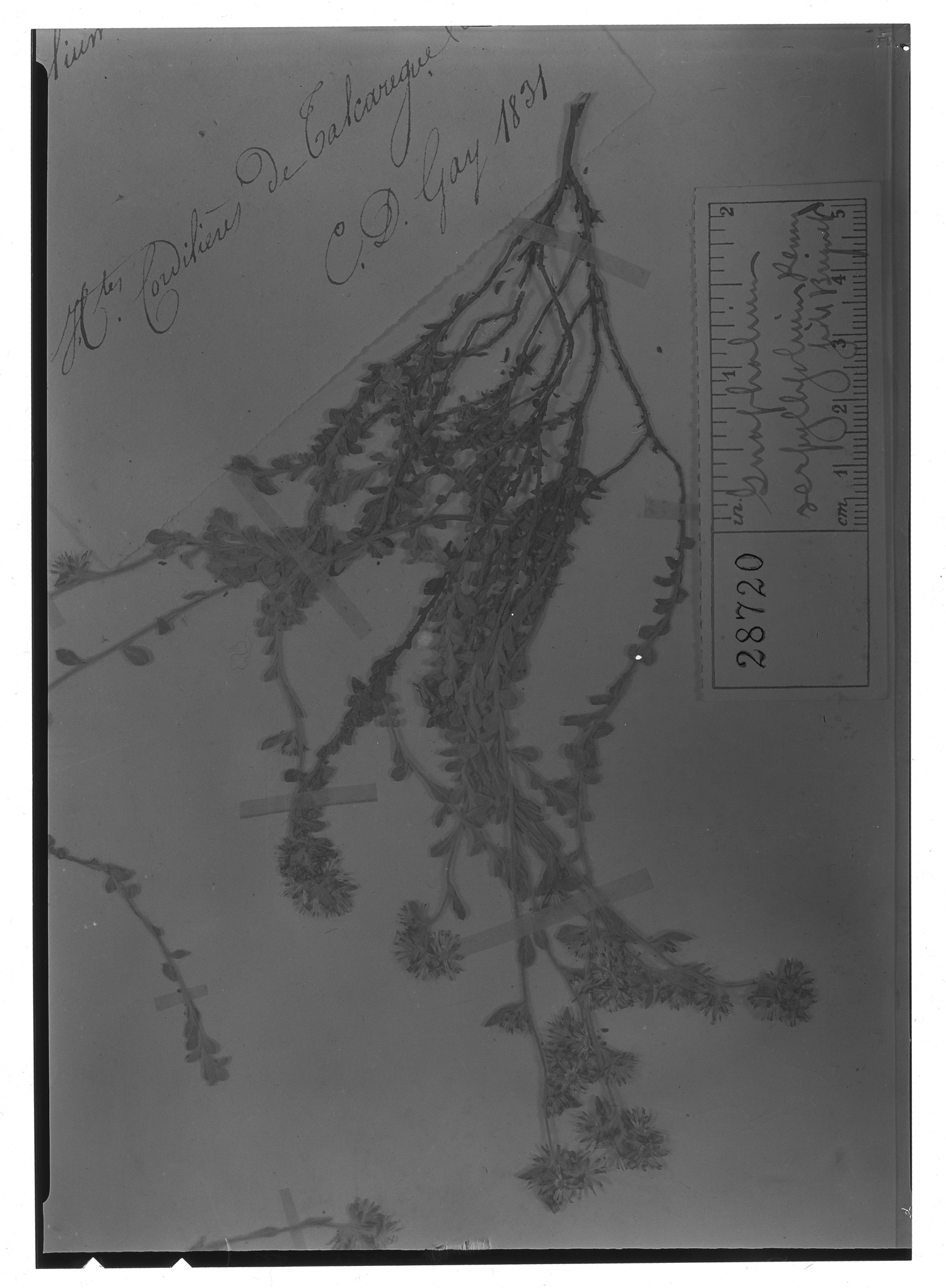 Gnaphalium serpyllifolium image