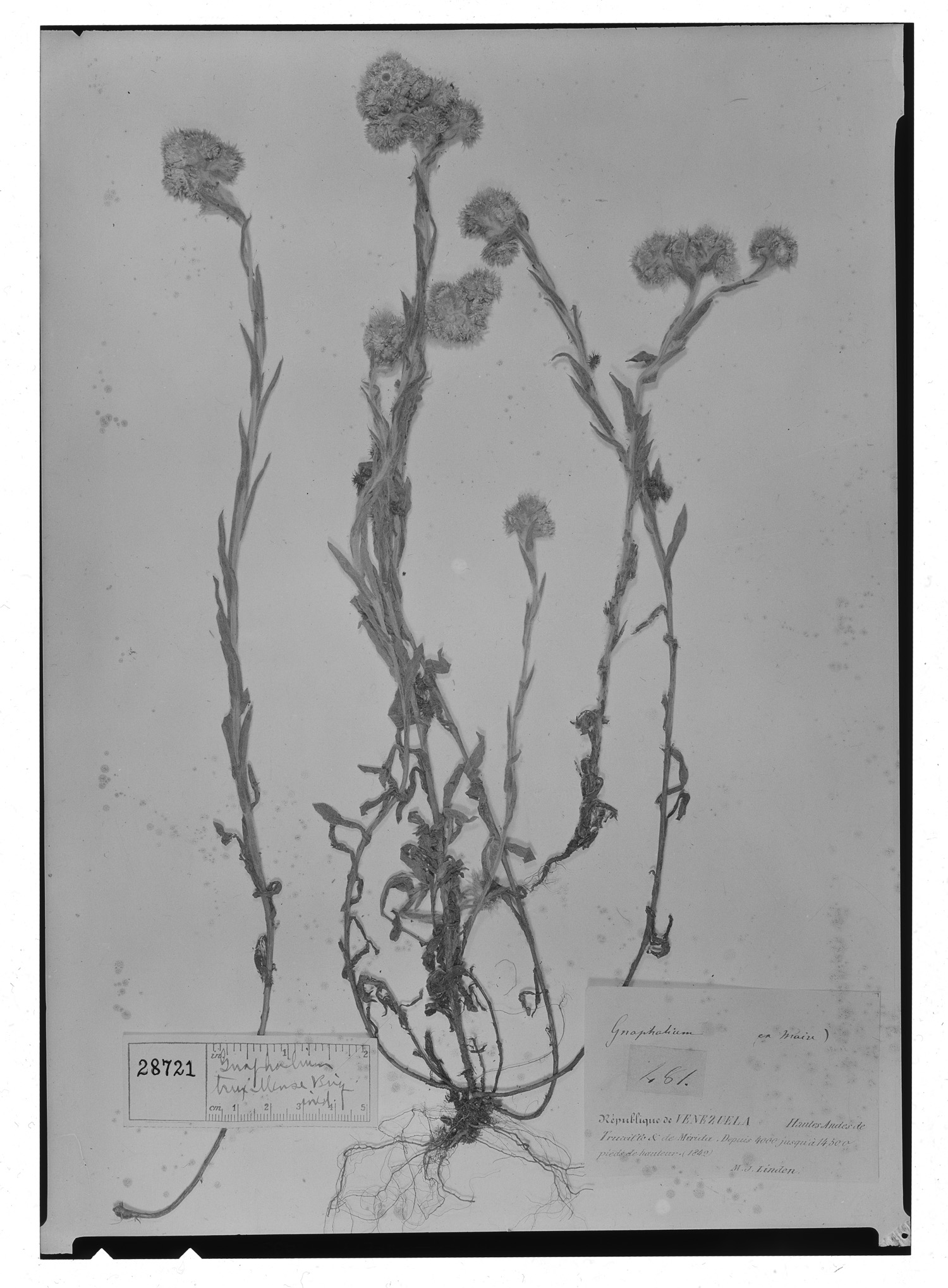 Pseudognaphalium meridanum image