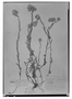 Pseudognaphalium meridanum image