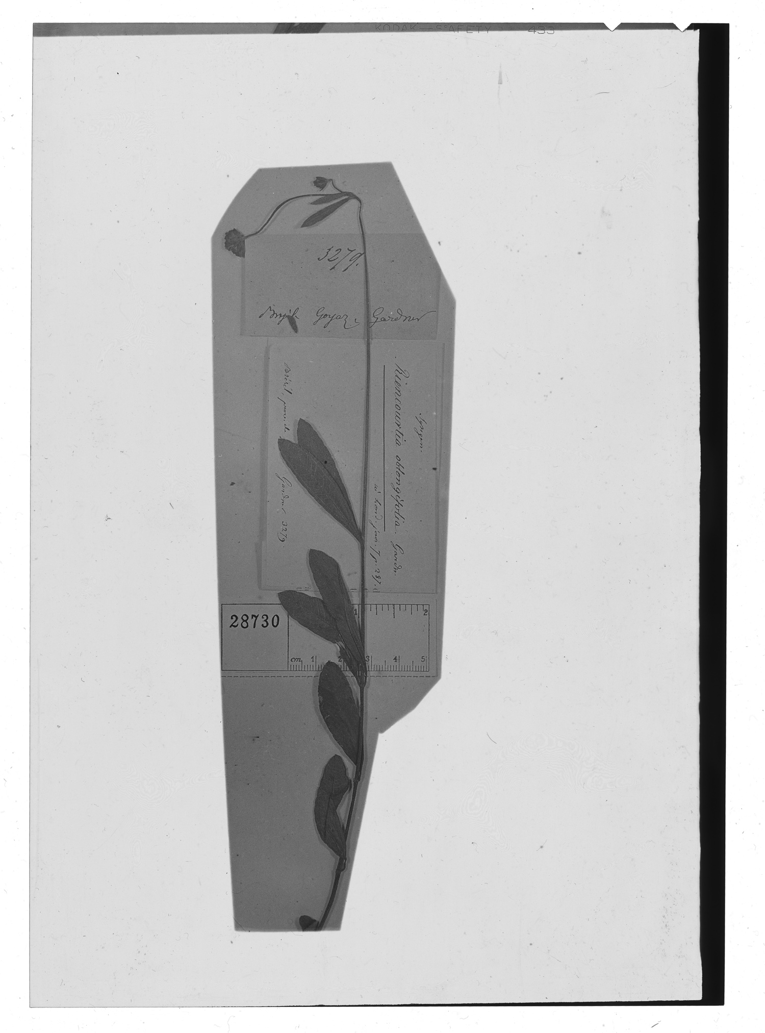 Riencourtia oblongifolia image