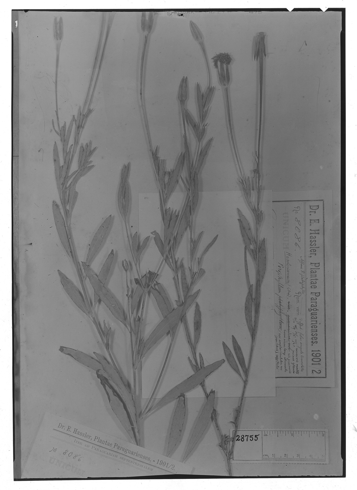 Porophyllum hasslerianum image