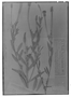 Porophyllum hasslerianum image