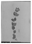 Wedelia ovalifolia image