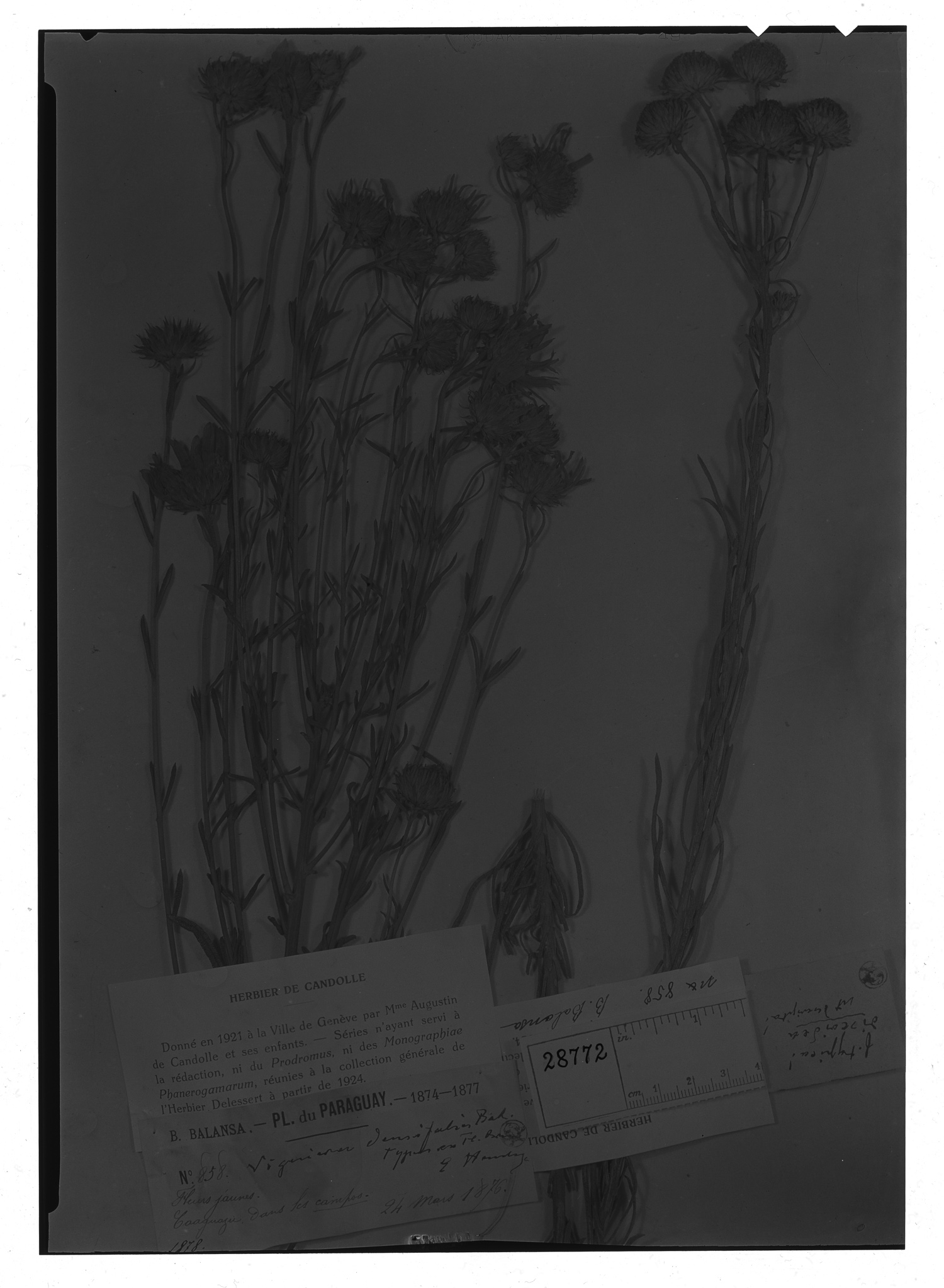 Aldama densifolia image