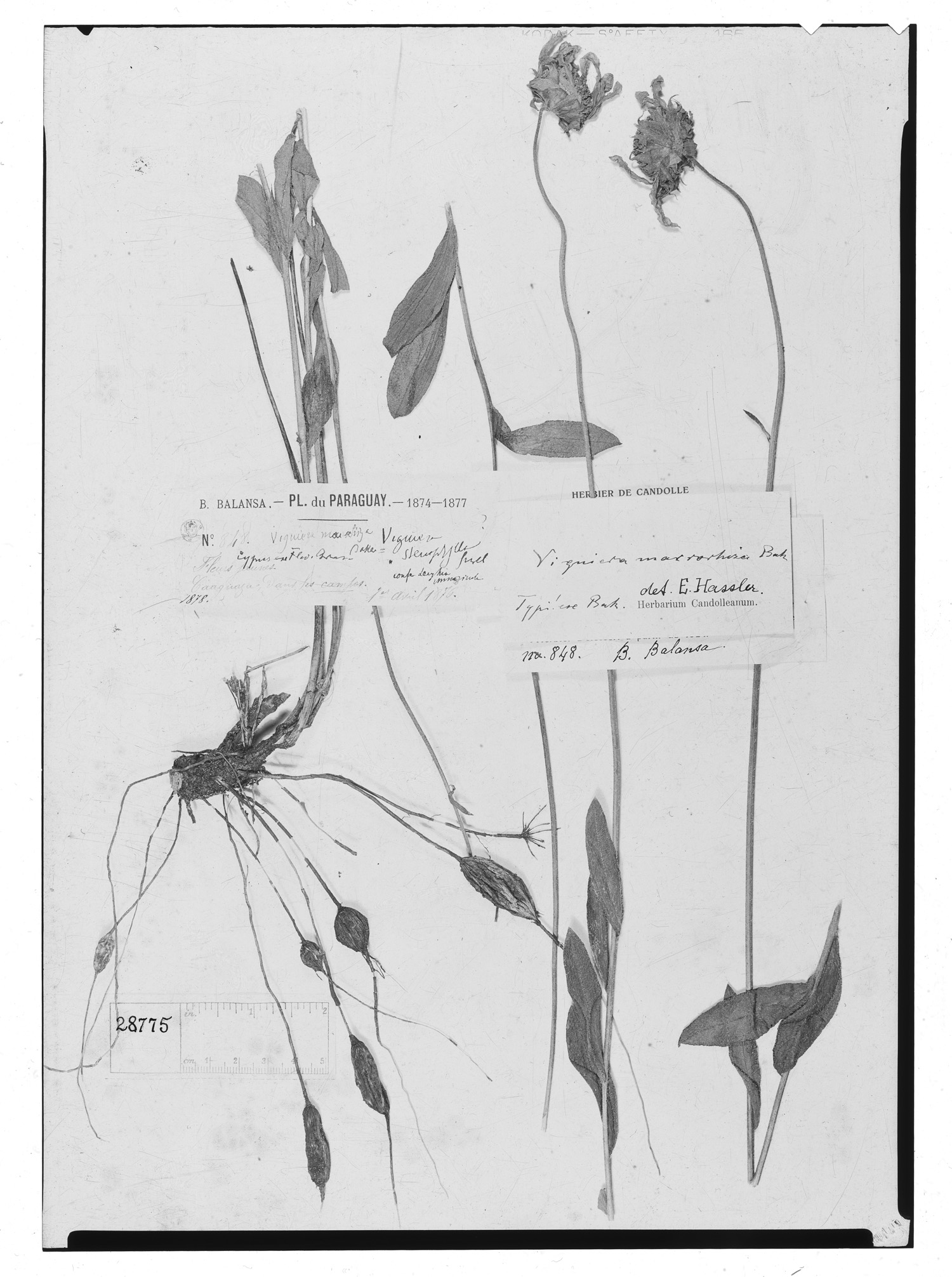 Aldama macrorhiza image