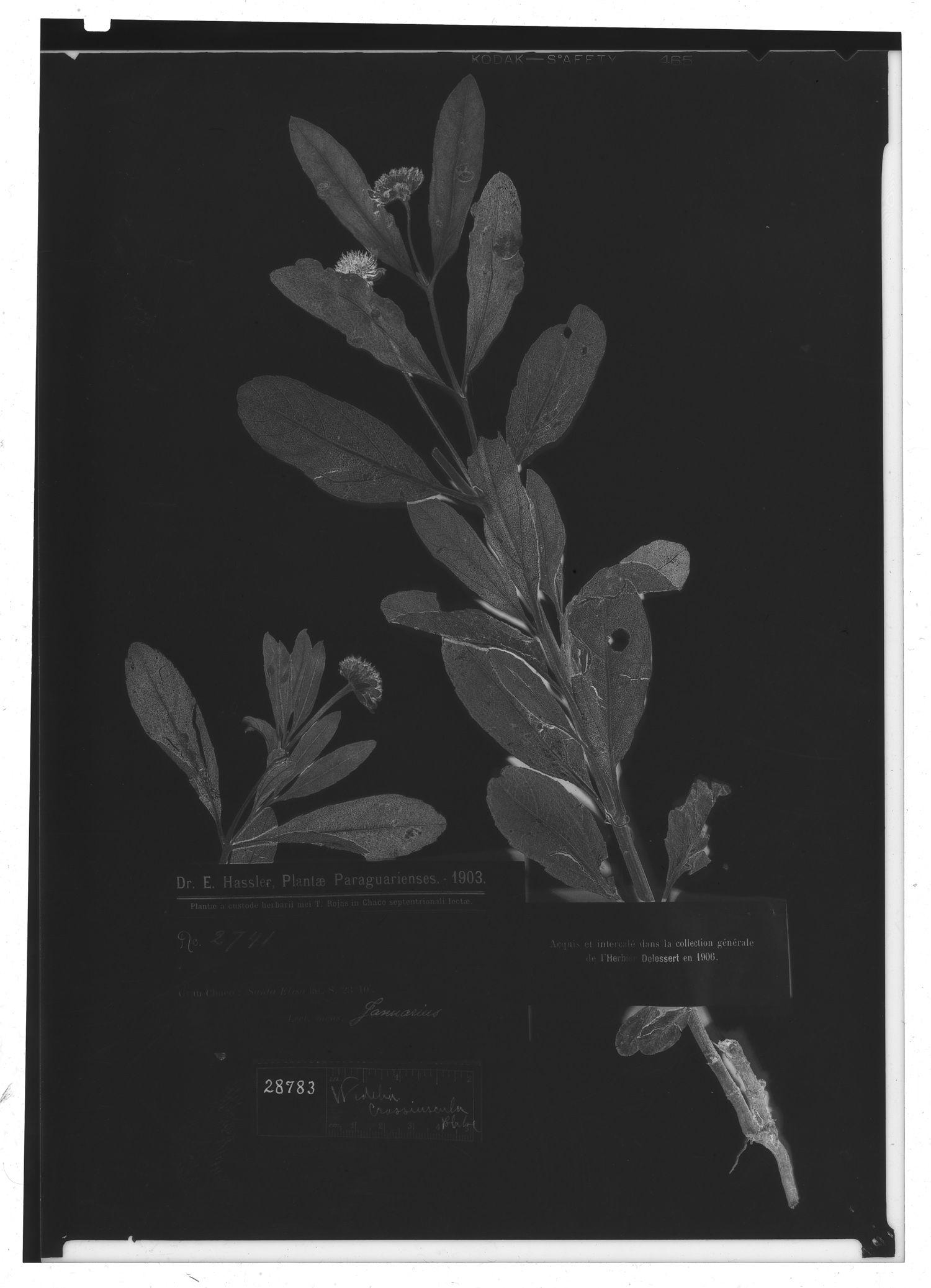 Pascalia subvaginata image