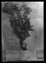Monticalia rosmarinifolia image