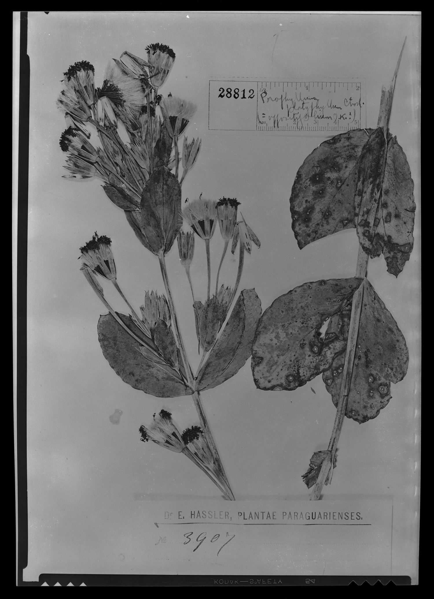 Porophyllum oppositifolium image