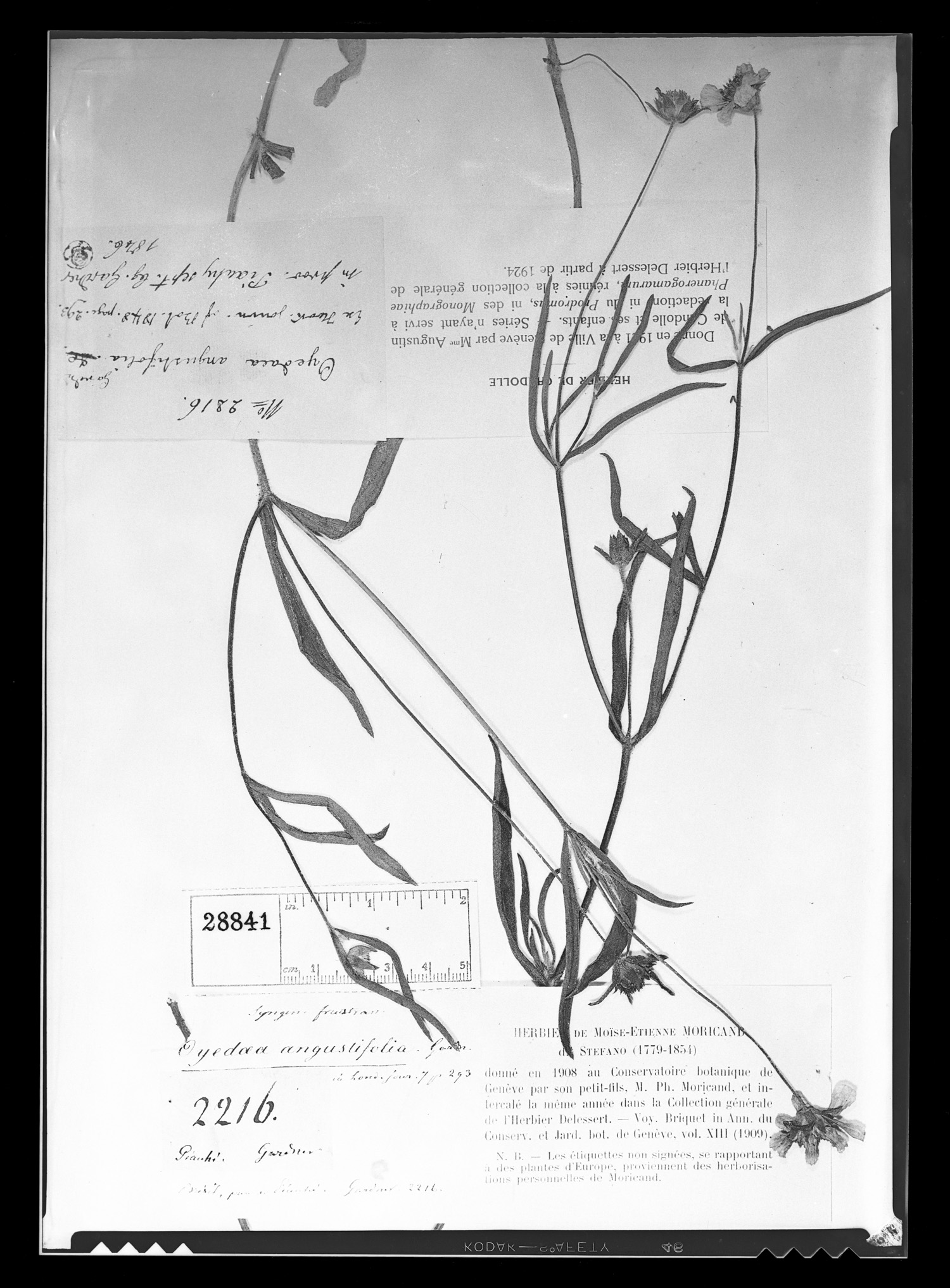 Wedelia angustifolia image