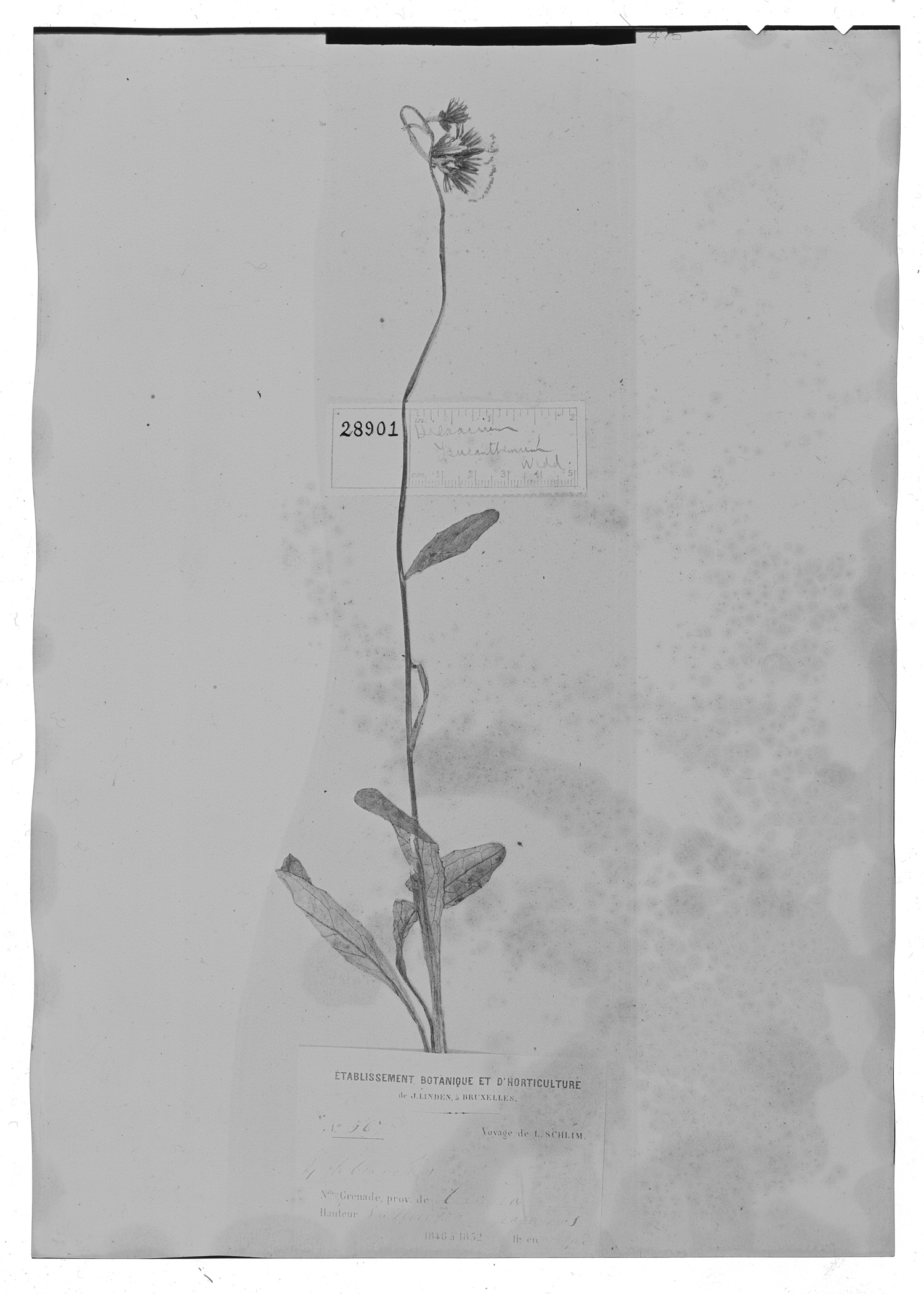 Hieracium leucanthemum image