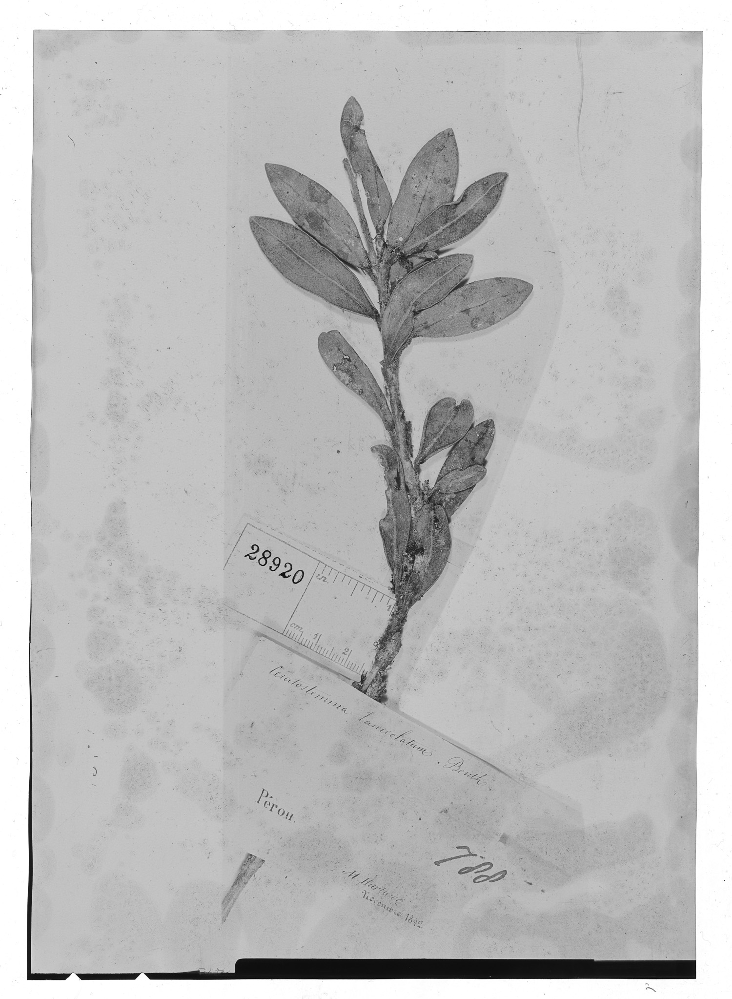 Ceratostema lanceolatum image