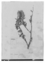 Thibaudia parvifolia image