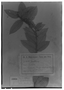 Gaultheria glandulosissima image
