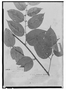 Heisteria scandens image